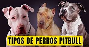 👉 Tipos de Razas de Perros Pitbull 🐕