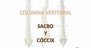 Osteología de la columna vertebral 4 - Sacro y cóccix