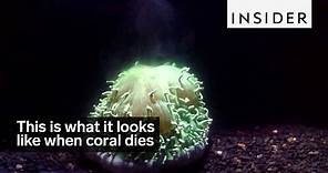 This is what it looks like when coral dies