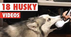 18 Funny Husky Puppies Video Compilation 2016