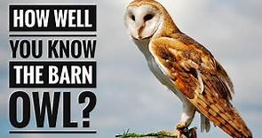 Barn Owl || Description, Characteristics and Facts!