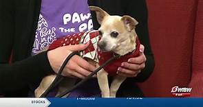 Meet ‘Lucky’ from Helping Hands Humane Society