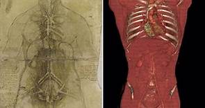 Leonardo da Vinci: How accurate were his anatomy drawings?