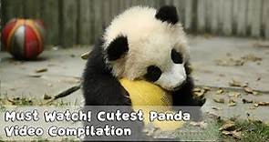 Must Watch 1 ! Cutest Panda Video Compilation | iPanda