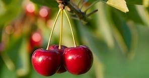 How to Grow Cherry Trees - Complete Growing Guide