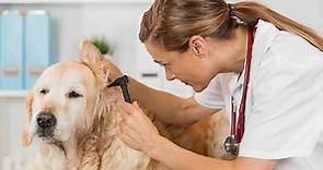 Ear Dermatitis in Dogs - Symptoms, Causes, Diagnosis, Treatment, Recovery, Management, Cost