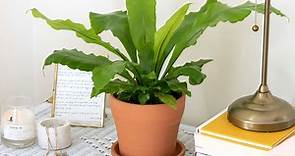 How to Grow and Care for Bird's Nest Ferns