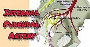 Internal pudendal artery - Easy explanation @emotionalmedico