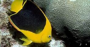 Facts: The Rock Beauty Angelfish
