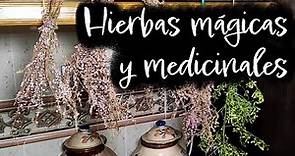 8 Plantas y hierbas mágicas y medicinales y sus usos en la magia verde. Galicia