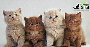 Bébé chat, le top 10 des chatons les plus mignons au monde (avec un petit bonus)