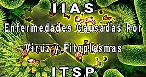 Enfermedades causadas por virus y fitoplasmas
