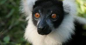 Lemurs of Madagascar HD