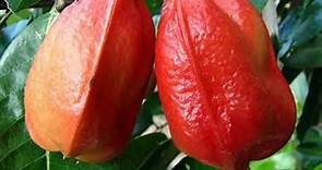 Akee / Blighia sapida - Tropical West African Fruit