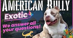 Exotic Bully: Everything You Need to Know