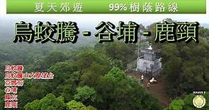 [99%樹蔭路線] 烏蛟騰 | 烏蛟騰郊遊徑 | 烏蛟騰山火瞭望台 | 谷埔 | 鹿頸 | 全程8.2km