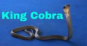 "King Cobra: Majestic Serpent of the Jungle"