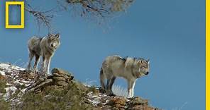 Wolves of Yellowstone On The Hunt | National Geographic