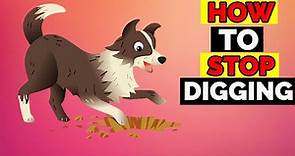 (GUARANTEED!) How To Stop Dogs From Digging? Stop Digging Dog Tips