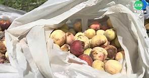 尖石水蜜桃產量減半 價高滯銷果農苦
