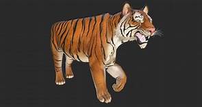 Bengal Tiger - 3D model by woo.art.77