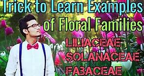 Amazing Tricks to Learn Examples of Families Solanaceae, Liliaceae & Fabaceae | NCERT Mnemonics