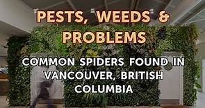 Common Spiders Found in Vancouver, British Columbia