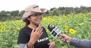 Existe en Tlaxcala el santuario de los girasoles