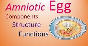 Egg | Amniotes | Structure & Functions of Components