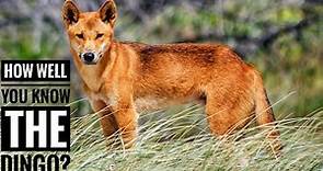Dingo || Description, Characteristics and Facts!