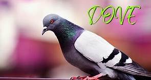 Sounds of a Dove Bird IN NATURE | SOUNDS DOVE