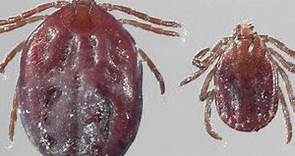 Missouri State University researchers uncover new tick species in Greene County