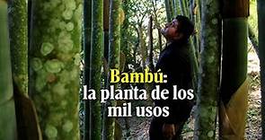 La Ceiba, lugar donde la resistente y duradera planta de los mil usos crece