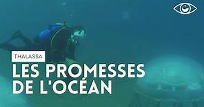 Les promesses de l'océan - Thalassa
