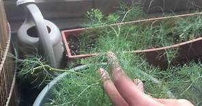 How to Prune, Harvest, and Grow Dill in Containers