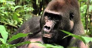 Gorilas en el Congo