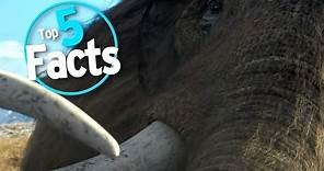 Top 5 Facts about Mammoths