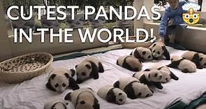 10 Adorable Panda Facts You Need to Know | Learn About the Cutest Creatures on Earth!