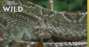 The Cascabel Rattlesnake | World's Deadliest Snakes