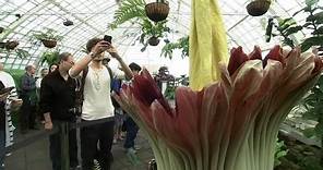Here's how to watch rare corpse flower at San Francisco Conservatory before it wilts away