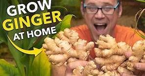 Ginger Masterclass: Plant Once, Harvest Forever!