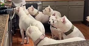These are Dogo Argentino's a breed that hunts wild boar and cougars. #thedogodaddy #dogoargentinousa #dogoargentino #dogo #dog