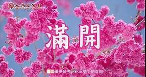 2019九族櫻花祭–櫻花滿開囉!