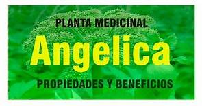 que es la planta Angelica - propiedades y beneficios, planta medicinal
