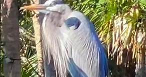 Graceful Giant: The Great Blue Heron of Rock Springs, Florida | Wildlife Wonders