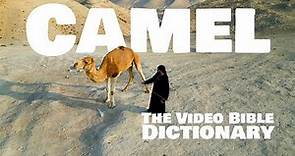 Camel - The Video Bible Dictionary