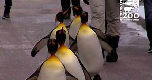 First Penguin Parade 2017 - Cincinnati Zoo