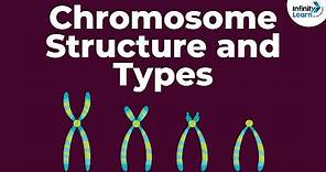 Genetics - Chromosome Structure and Types - Lesson 18 | Don't Memorise