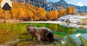 When Beavers Grew to the Size of Bears