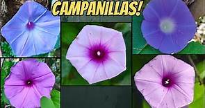 Campanilla azul/Ipomoea purpurea/Morning Glory 🌸